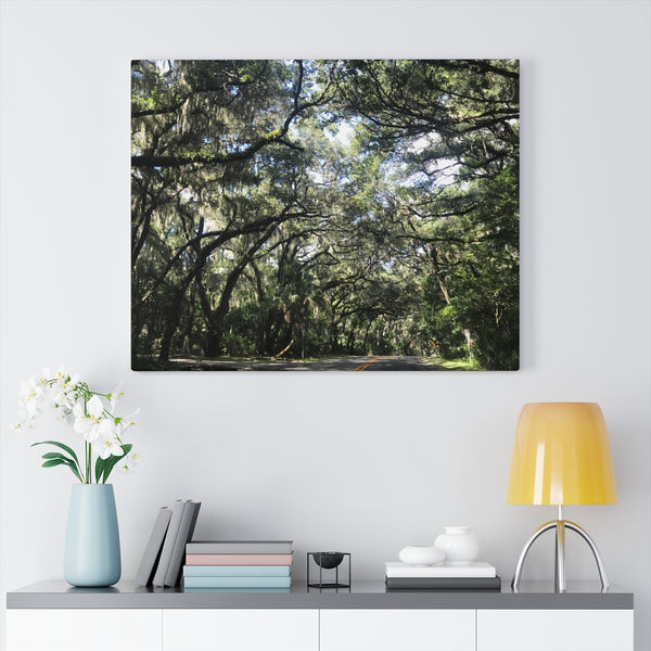 "Florida Trees" Gallery Wrapped Canvas