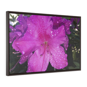 "Azalea Dreams" Framed Premium Gallery Wrap Canvas