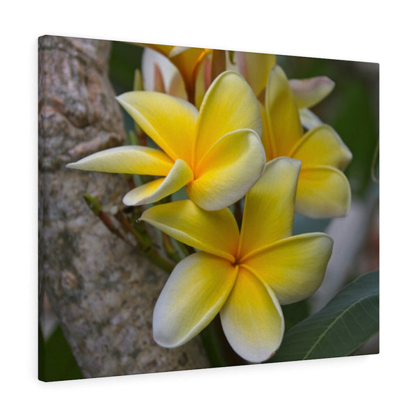 "My Sweet Plumeria" Gallery Wrapped Canvas