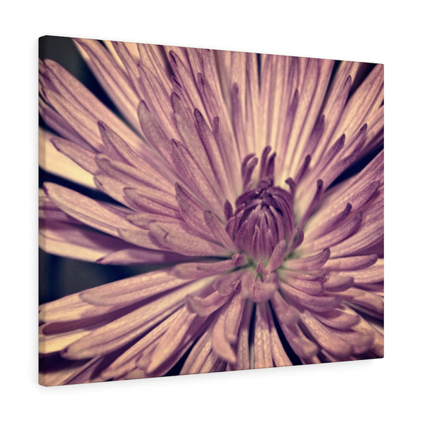 "Lavender Burst" Gallery Wrapped Canvas