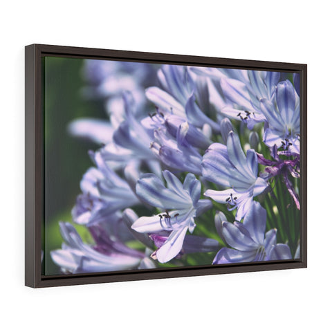 "Amethyst Agapanthus" Framed Premium Gallery Wrap Canvas