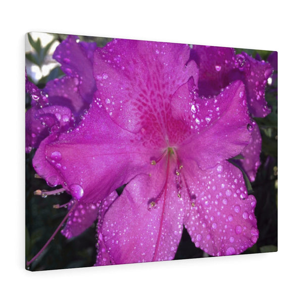 "Azalea Dreams" Gallery Wrapped Canvas