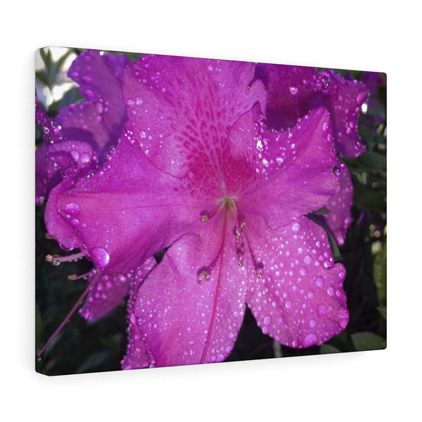 "Azalea Dreams" Gallery Wrapped Canvas