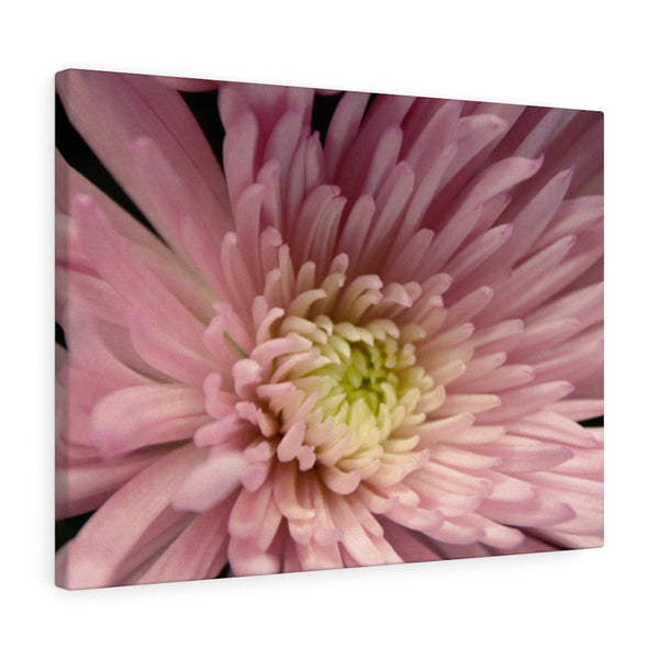 "Snuggle Up" Gallery Wrapped Canvas