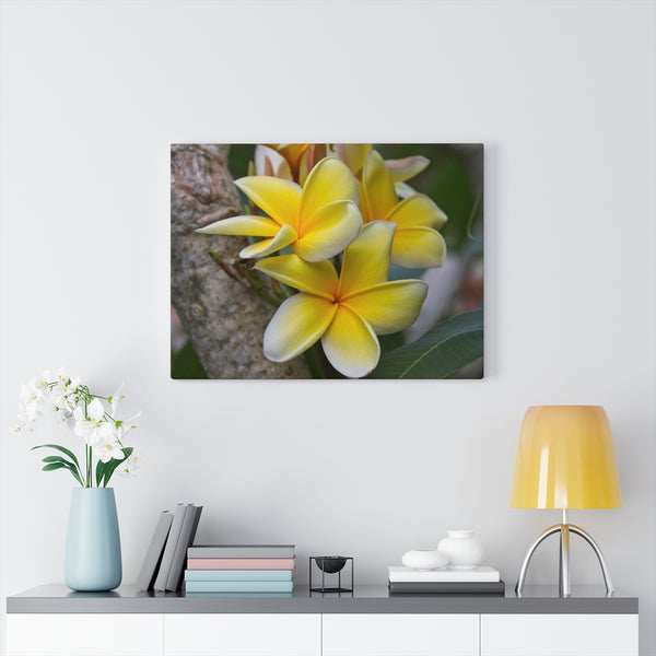 "My Sweet Plumeria" Gallery Wrapped Canvas