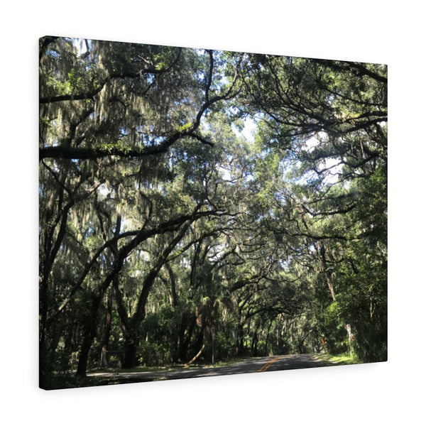 "Florida Trees" Gallery Wrapped Canvas