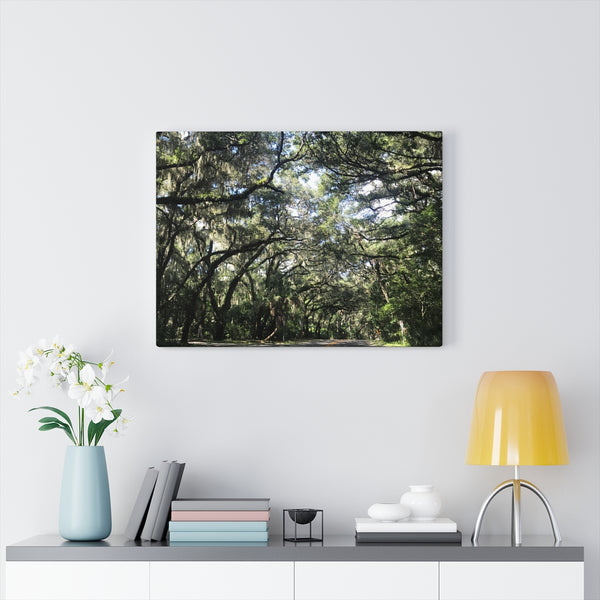 "Florida Trees" Gallery Wrapped Canvas