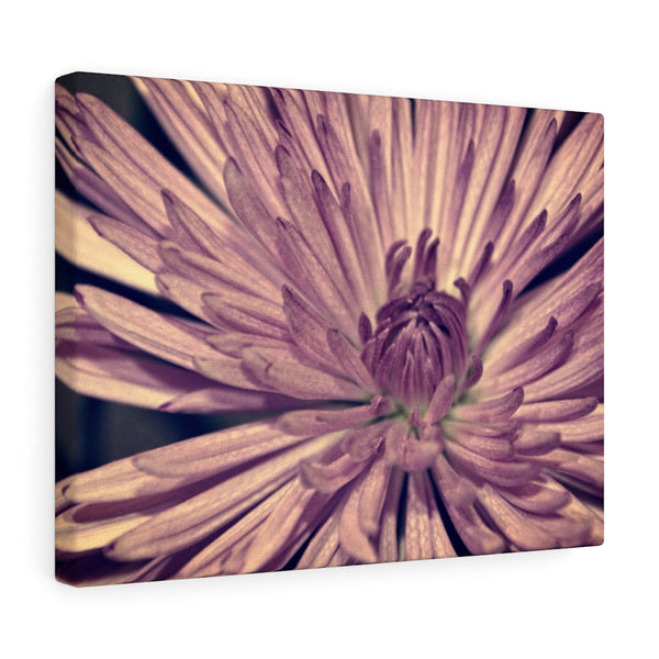 "Lavender Burst" Gallery Wrapped Canvas