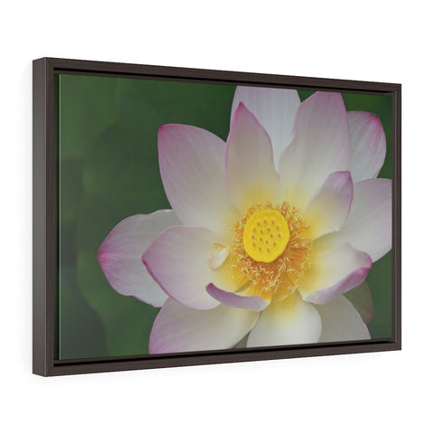 "Hello Nelumbo" Framed Premium Gallery Wrap Canvas