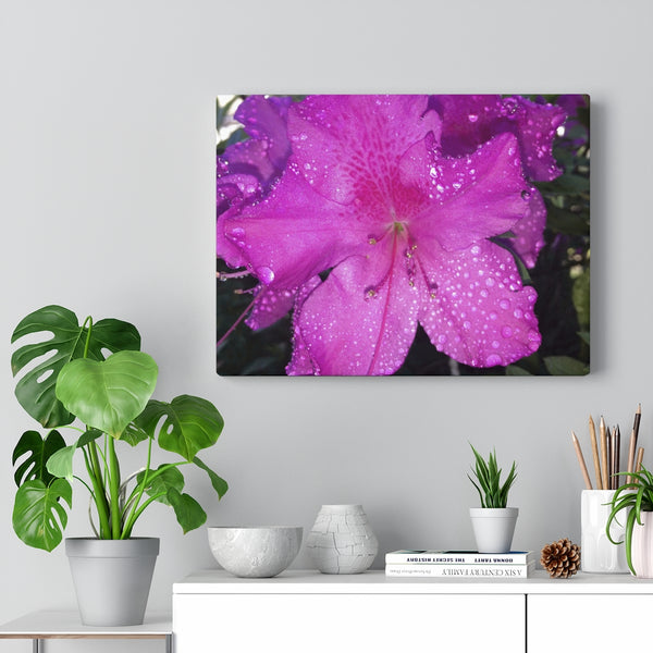 "Azalea Dreams" Gallery Wrapped Canvas