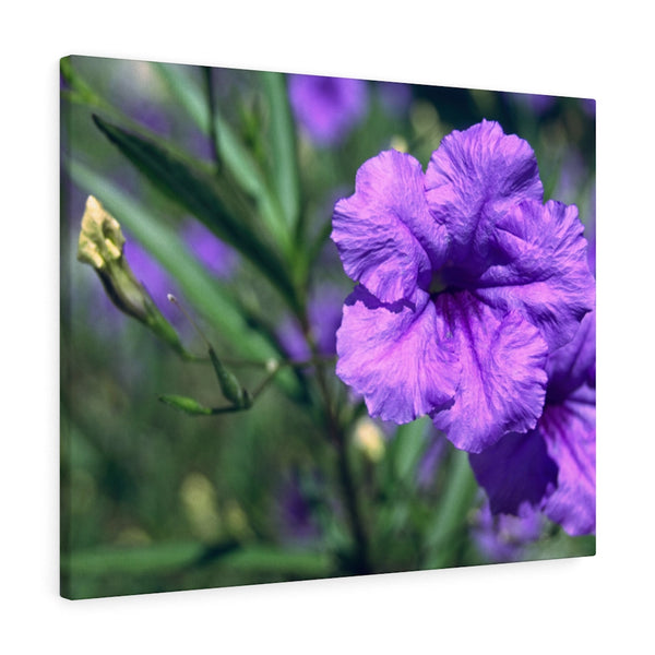 "Ruellia Lace" Gallery Wrapped Canvas