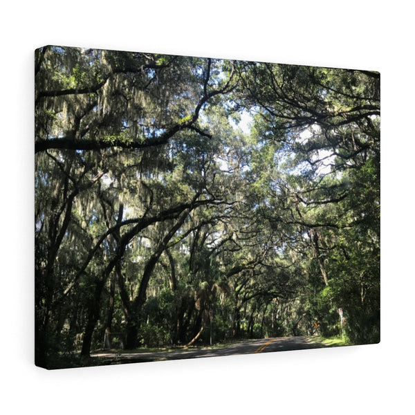 "Florida Trees" Gallery Wrapped Canvas