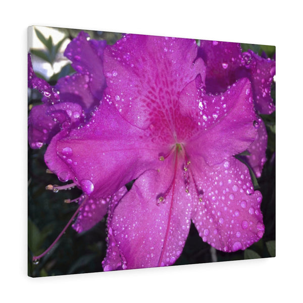 "Azalea Dreams" Gallery Wrapped Canvas