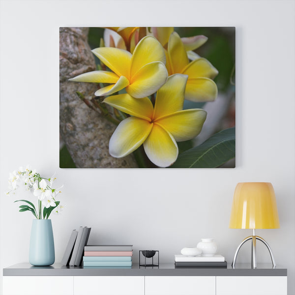 "My Sweet Plumeria" Gallery Wrapped Canvas