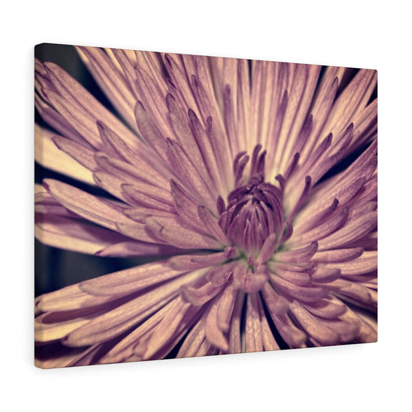 "Lavender Burst" Gallery Wrapped Canvas