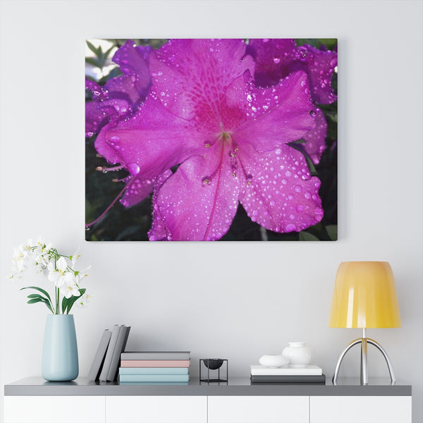 "Azalea Dreams" Gallery Wrapped Canvas