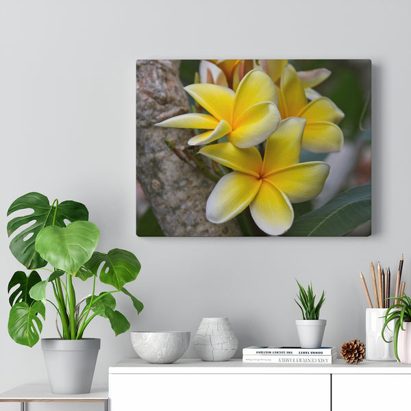 "My Sweet Plumeria" Gallery Wrapped Canvas