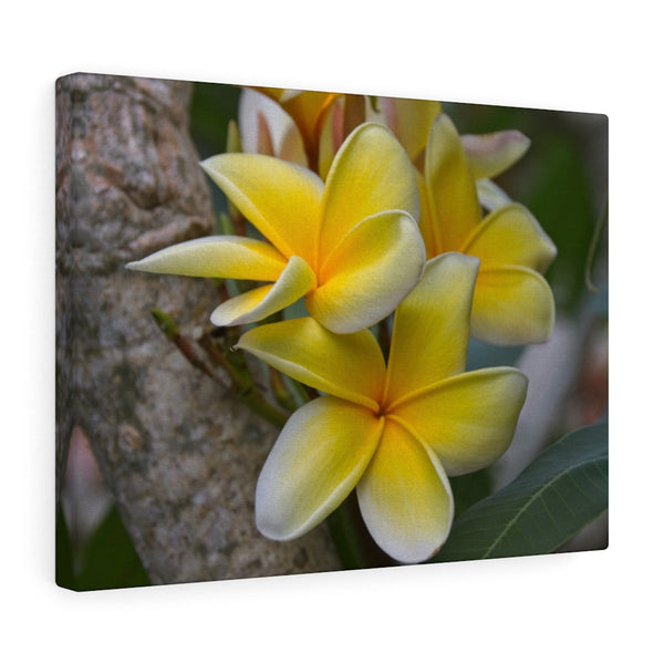 "My Sweet Plumeria" Gallery Wrapped Canvas