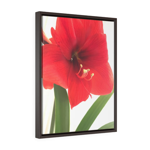 "Amaryllis Kiss" Vertical Framed Premium Gallery Wrap Canvas