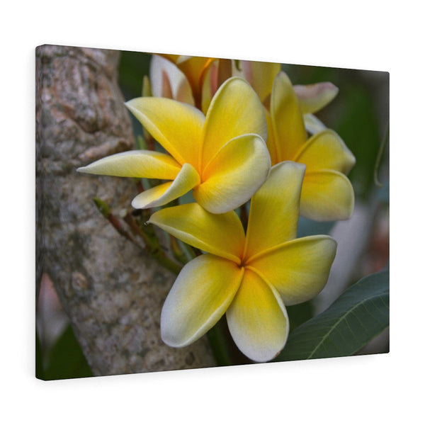 "My Sweet Plumeria" Gallery Wrapped Canvas