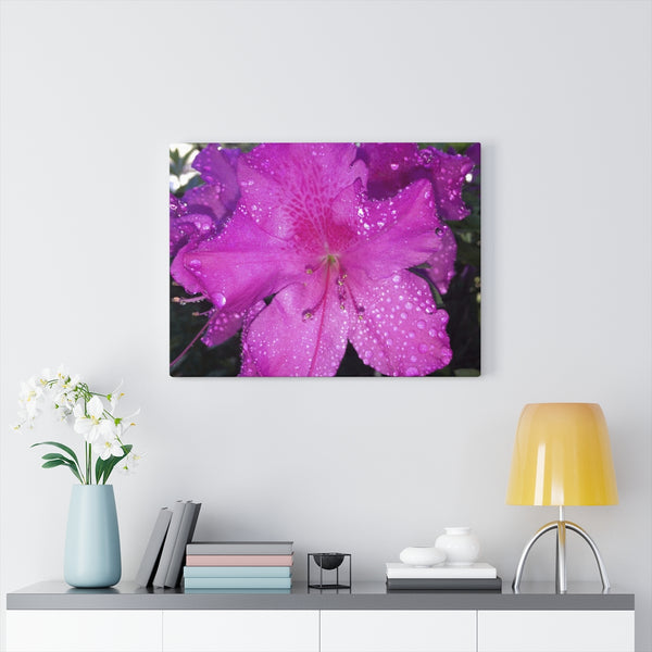 "Azalea Dreams" Gallery Wrapped Canvas