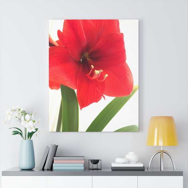 "Amaryllis Kiss" Gallery Wrapped Canvas