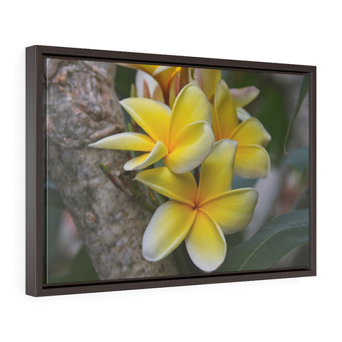 "My Sweet Plumeria" Framed Premium Gallery Wrap Canvas