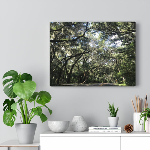 "Florida Trees" Gallery Wrapped Canvas
