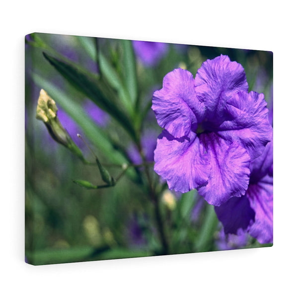 "Ruellia Lace" Gallery Wrapped Canvas