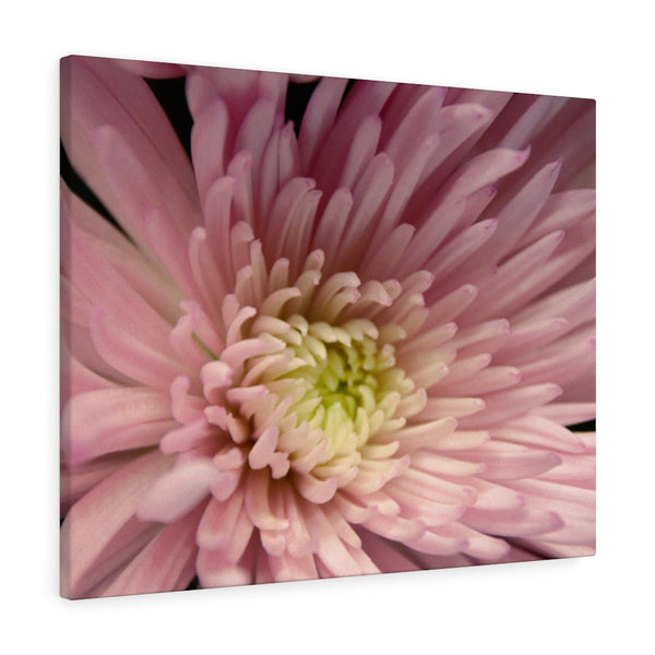 "Snuggle Up" Gallery Wrapped Canvas
