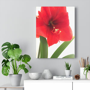 "Amaryllis Kiss" Gallery Wrapped Canvas