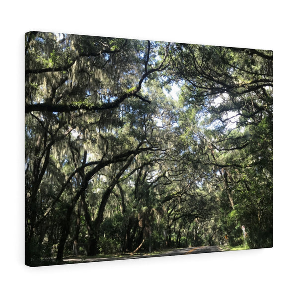 "Florida Trees" Gallery Wrapped Canvas