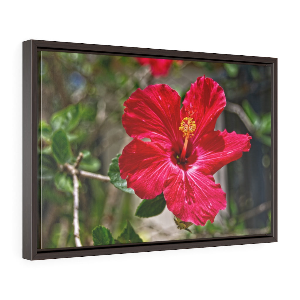 "Scarlet Hibiscus" Framed Premium Gallery Wrap Canvas